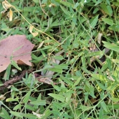 Einadia nutans subsp. nutans (Climbing Saltbush) at Weetangera, ACT - 20 Mar 2024 by sangio7