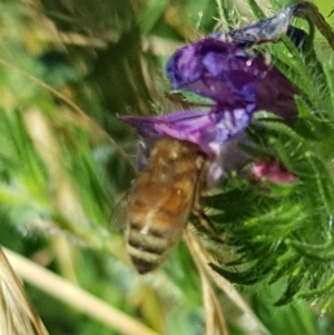 Apis mellifera at North Mitchell Grassland  (NMG) - 22 Mar 2024 01:06 PM