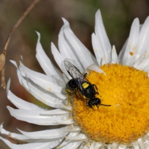 Hylaeus (Prosopisteron) quadratus at Namadgi National Park - 19 Mar 2024 12:41 PM