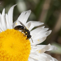 Hylaeus (Prosopisteron) quadratus at Namadgi National Park - 19 Mar 2024 12:41 PM