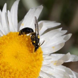 Hylaeus (Prosopisteron) quadratus at Namadgi National Park - 19 Mar 2024 12:41 PM