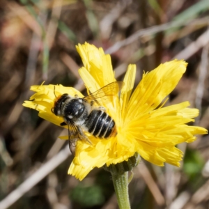 Megachile (Eutricharaea) maculariformis at Namadgi National Park - 19 Mar 2024