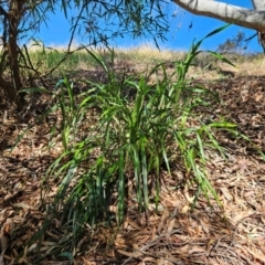 Dianella (genus) (Flax Lily) at The Pinnacle - 21 Mar 2024 by sangio7
