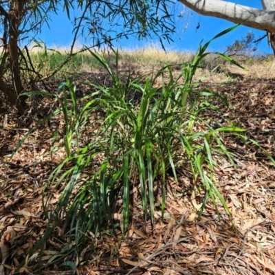 Dianella sp. (Flax Lily) at The Pinnacle - 21 Mar 2024 by sangio7