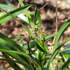 Dianella sp. at The Pinnacle - 21 Mar 2024 11:05 AM