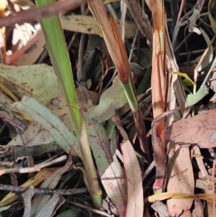 Dianella sp. at The Pinnacle - 21 Mar 2024