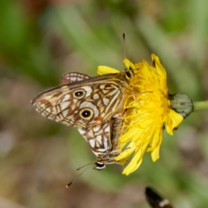 Oreixenica latialis at Namadgi National Park - 19 Mar 2024