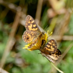 Oreixenica latialis at Namadgi National Park - suppressed