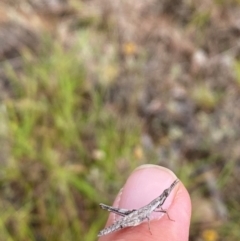 Keyacris scurra (Key's Matchstick Grasshopper) at Bellmount Forest, NSW - 23 Mar 2024 by JT1997