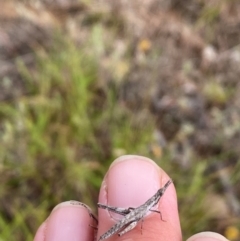 Keyacris scurra at Bellmount Forest, NSW - 23 Mar 2024 03:15 PM