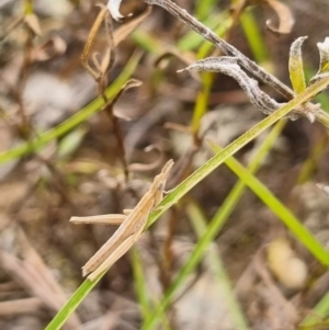 Keyacris scurra at Bellmount Forest, NSW - 23 Mar 2024