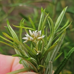 Cassinia longifolia at The Pinnacle - 21 Mar 2024 11:25 AM