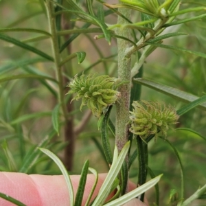 Cassinia longifolia at The Pinnacle - 21 Mar 2024 11:25 AM