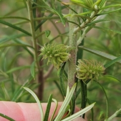 Cassinia longifolia at The Pinnacle - 21 Mar 2024