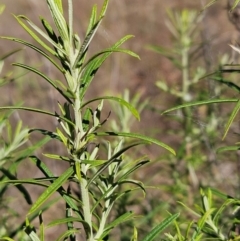 Cassinia longifolia at The Pinnacle - 21 Mar 2024