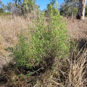 Cassinia longifolia at The Pinnacle - 21 Mar 2024
