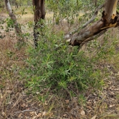 Olea europaea subsp. cuspidata (African Olive) at The Pinnacle - 23 Mar 2024 by sangio7