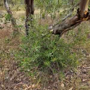 Olea europaea subsp. cuspidata at The Pinnacle - 23 Mar 2024