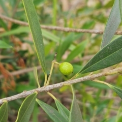 Olea europaea subsp. cuspidata at The Pinnacle - 23 Mar 2024