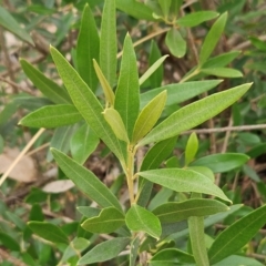 Olea europaea subsp. cuspidata at The Pinnacle - 23 Mar 2024