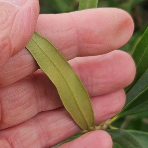 Olea europaea subsp. cuspidata at The Pinnacle - 23 Mar 2024