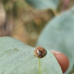 Paropsisterna m-fuscum at QPRC LGA - suppressed