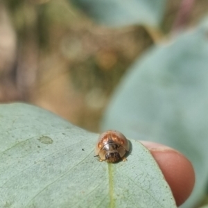 Paropsisterna m-fuscum at QPRC LGA - suppressed