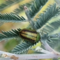 Calomela vittata (Acacia leaf beetle) at Bungendore, NSW - 23 Mar 2024 by clarehoneydove