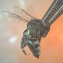 Leioproctus sp. (genus) (Plaster bee) at Macquarie University, NSW - 13 Mar 2024 by FumblebeeFae