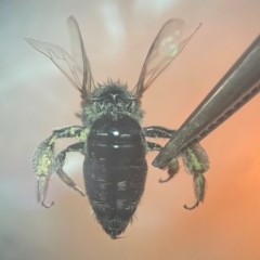 Leioproctus sp. (genus) at Macquarie University, NSW - 13 Mar 2024 09:52 AM