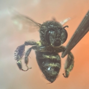 Leioproctus sp. (genus) at Macquarie University, NSW - 13 Mar 2024