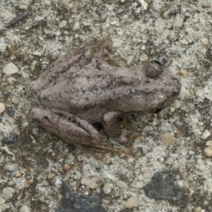 Litoria peronii at Weston, ACT - suppressed