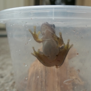 Litoria peronii at Weston, ACT - suppressed