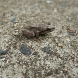 Litoria peronii at Weston, ACT - suppressed