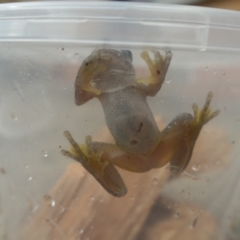 Litoria peronii at Weston, ACT - suppressed