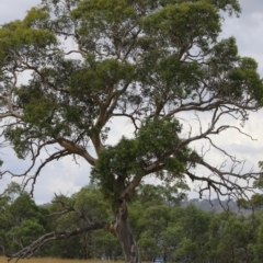 Eucalyptus blakelyi (Blakely's Red Gum) at Hume, ACT - 23 Mar 2024 by RodDeb