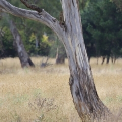 Eucalyptus blakelyi at Hume, ACT - 23 Mar 2024