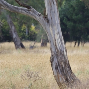 Eucalyptus blakelyi at Hume, ACT - 23 Mar 2024