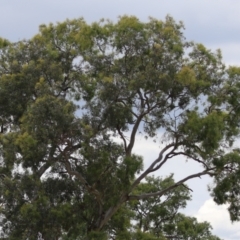 Eucalyptus blakelyi at Hume, ACT - 23 Mar 2024