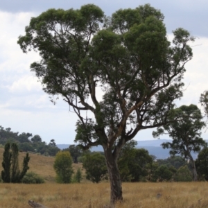 Eucalyptus blakelyi at Hume, ACT - 23 Mar 2024