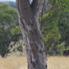 Eucalyptus blakelyi at Hume, ACT - 23 Mar 2024