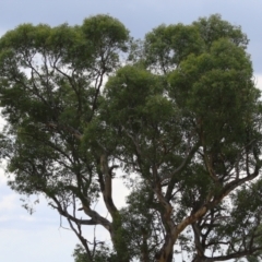 Eucalyptus blakelyi at Hume, ACT - 23 Mar 2024 12:20 PM