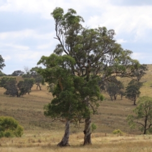 Eucalyptus blakelyi at Hume, ACT - 23 Mar 2024