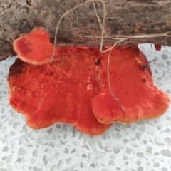 Trametes coccinea (Scarlet Bracket) at Surf Beach, NSW - 23 Mar 2024 by LyndalT