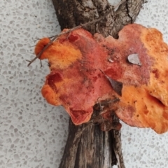 Trametes coccinea at Surf Beach, NSW - 23 Mar 2024