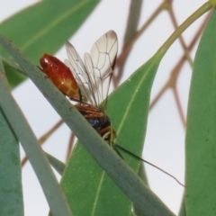 Unidentified Parasitic wasp (numerous families) at Symonston, ACT - 23 Mar 2024 by RodDeb