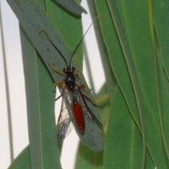 Ichneumonidae (family) at Symonston, ACT - 23 Mar 2024