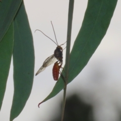 Ichneumonidae (family) at Symonston, ACT - 23 Mar 2024