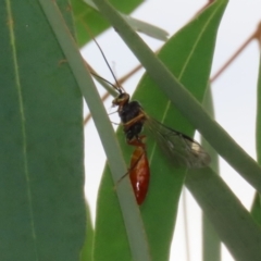 Ichneumonidae (family) at Symonston, ACT - 23 Mar 2024