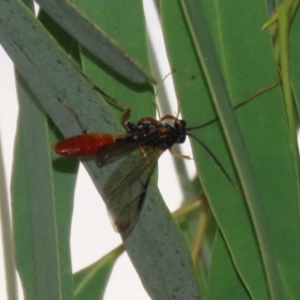 Ichneumonidae (family) at Symonston, ACT - 23 Mar 2024